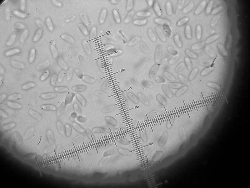 Da determinare (Antrodia albida)
